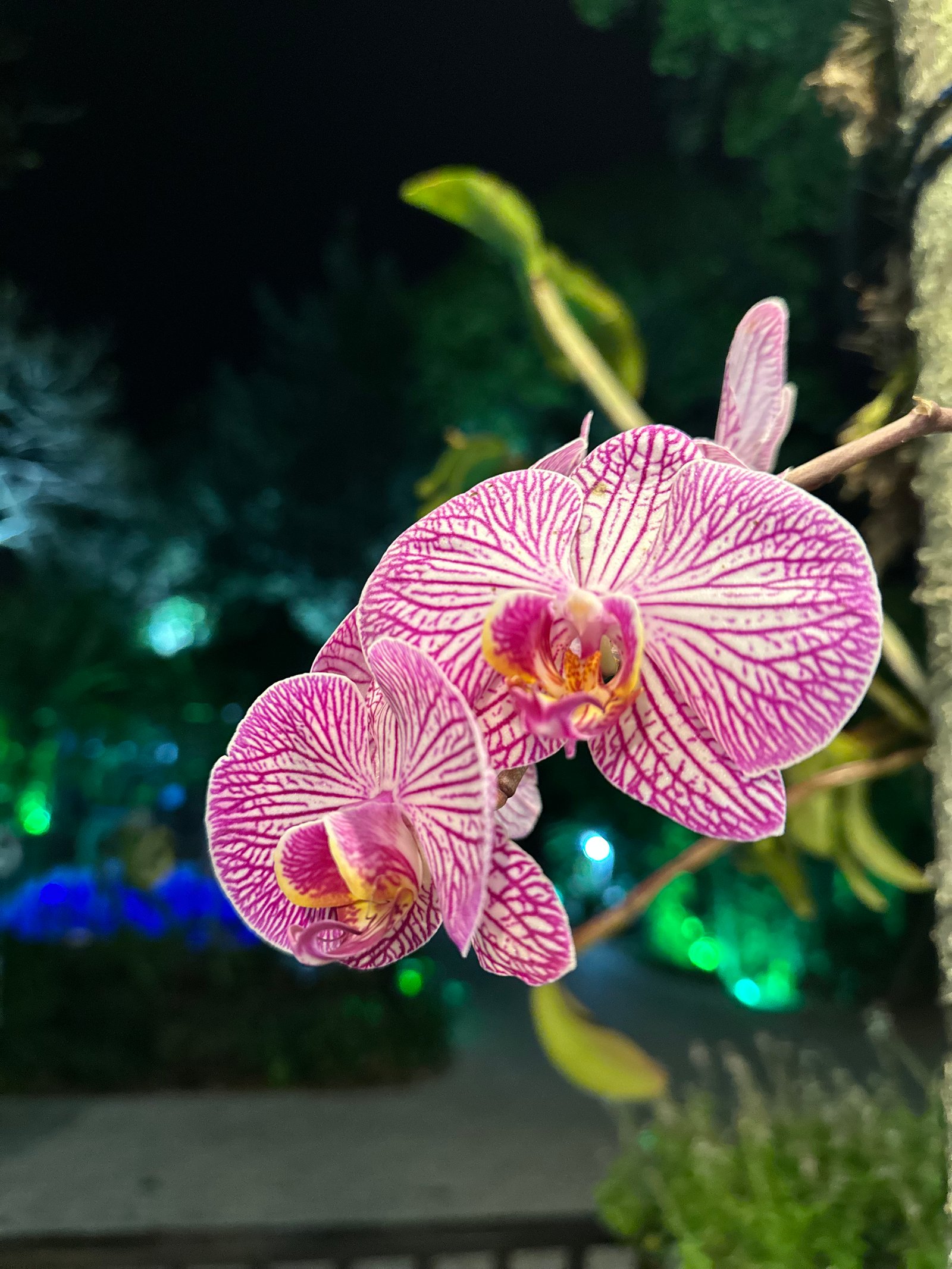 Hotel Natur Campeche - Foto 94